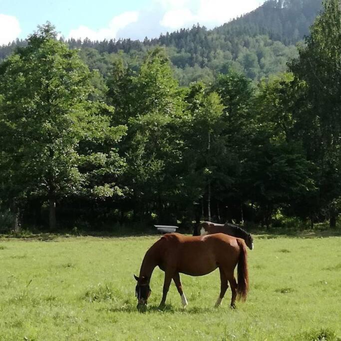 Apartamenty - Domek Bobrowe Zacisze 3 Janowice Wielkie Bagian luar foto